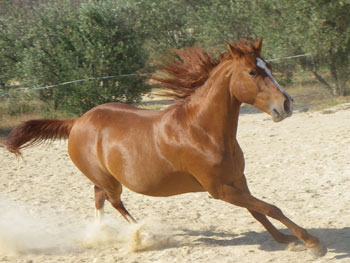 Capa Alazana