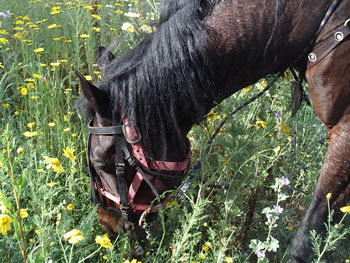 Caballo pastando